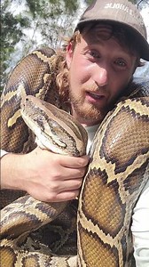 HUGE PYTHONS IN FLORIDA!