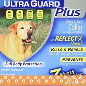 Hartz Ultraguard Plus Flea & Tick Dog Collar Only for dogs and puppies 12 weeks and older, Eliminates and repels fleas and ticks Water resistant Kills and prevents flea eggs up to 7 months supply. http://www.pickvitamin.com/shop-by-brand/h/hartz.html | Pickvitamin.com