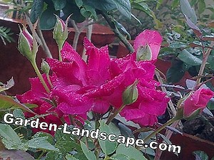 Plants: Plant container roses properly - care | 2025