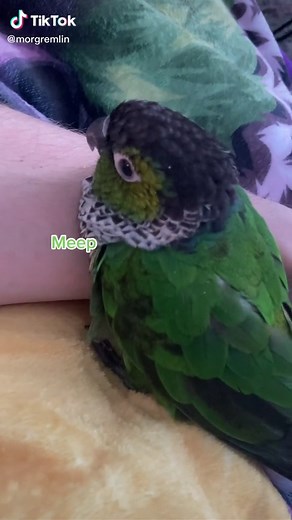 Jeff Meeping Compilation - Black Capped Conure Parrot TikTok
