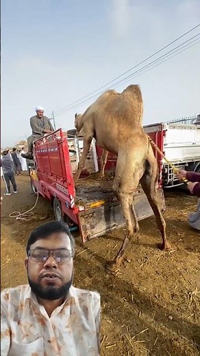 AL Quran #camel