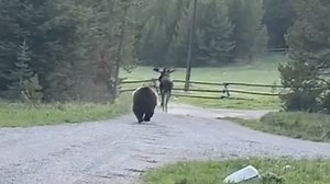Grizzly Bear Chases Moose Through Montana Campground