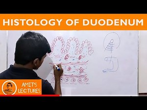 Draw histological diagram of Duodenum in 2 minutes | Rapid Histology | Amit's Lectures | UHS