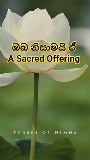 ඔබ නිසාමයි ඒ (A Sacred Offering) | Full Song On My Channel #shorts #viral