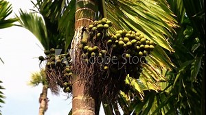 betel nuts or areca catechu nut fruit bunches in its palm tree
