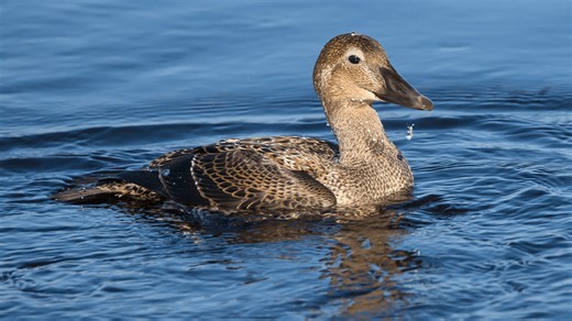 Duck species not seen in Kansas since 1947 spotted at Perry Lake
