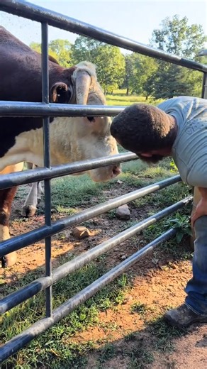 To my best friend 🤍 @Rufus The Bull #lifewithbrent #thebigboss #husbandwife #soulmate | The Bull Merch