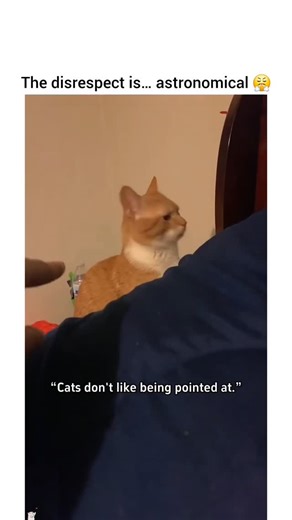 Cat | Humour | Memes 😸 on Instagram: "They might tolerate cuddles, snacks, and chaos… but point a finger at a cat? Instant drama. 😂 From side-eyes to mini-attacks — these kitties take “don’t point at me” very seriously! 🐱💅 👉 Watch till the end for the sassiest reactions! #funnycatvideos #catcompilation #relatablecats #cattitude #petreels"