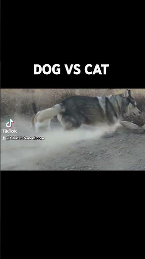 Dog chasing cat