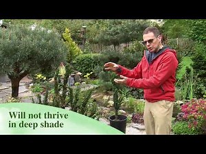 How to grow Chamaecyparis obtusa 'Hibari'