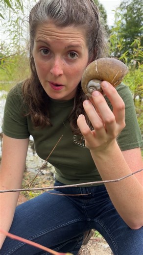 200K views · 3.7K reactions | Removing invasive apple snail eggs in Louisiana. | Anna The Archer | Facebook
