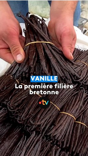La première filière de vanille qui est uniquement bretonne. Après 5 ans de travail, trois maraîchers des Côtes-d’Armor commercialisent leur première production de vanille. La première vanille de Métropole. Une nouvelle culture mise au point à Pleumeur-Gautier près de Paimpol. | France 3 Bretagne
