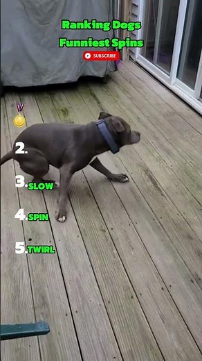 Dogs Who Spin Like Broken Beyblades 😹#dog #dogshorts