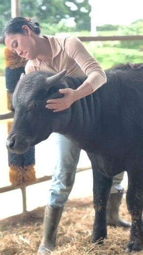 อาย่า อายุ 6 เดือน 2 วัน ลูกของบูดู ควายนมเมดิเตอร์เรเนียน