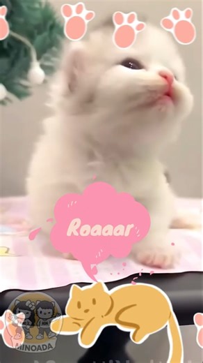 💛😹 Fluffy Kitten Comedy Fun & Cute Baby Animal Short 💛😹