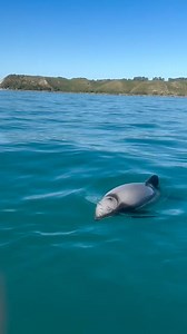 Spotting Hector’s dolphins while sea kayaking? Just another day in paradise! ✨ Paddling alongside these playful creatures is pure magic! Who else is obsessed with marine life encounters? 🐬☀️🌊 #kaikourakayaks #kaikouranz #hectorsdolphins #kayakingadventures #marinelife | Kaikoura Kayaks