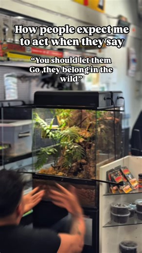 LLLReptile and Supply Co, Inc on Instagram: "Now who’s going to help me catch them all?!?!? . . . . #reptiles #herpetology #funny"