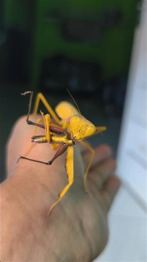 Yellow Mantis Eating #MantisEating #InsectASMR #MantisFeeding #MacroWorld #insect #RelaxWithNature