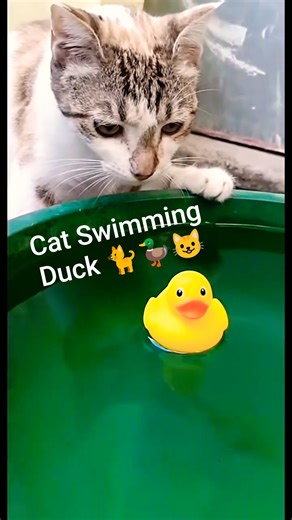 Cat Swimming Duck 🐈🦆😺| pets and animals | #shorts #cat #cute #water #birds #bird #tank #duck