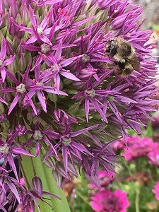 Lessons From Braiding Sweetgrass
