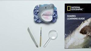 Watch NATIONAL GEOGRAPHIC Shark Tooth Dig Kit on Amazon Live
