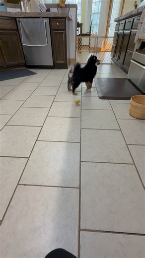 Pomsky puppy for sale