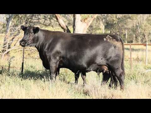 Lot 72 R225 Ben Nevis 2026 Female Sale