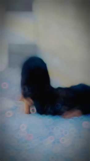 beauty of German Shepherd puppies 💕💯#foruyou #foryoupag #fyp #fypviralシ