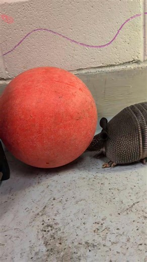 The Boonshoft Museum on Instagram: "Please enjoy this video of baby Banjo playing with his favorite ball. He is a busy little armadillo! #bmd #boonshoftmuseum #armadillo"