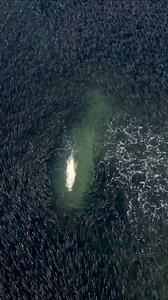 136M views · 1.1M reactions | Watch this Tarpon plow through Bait off the Beach  #bait #fish #fishing #migration #ocean | BlacktipH | Facebook