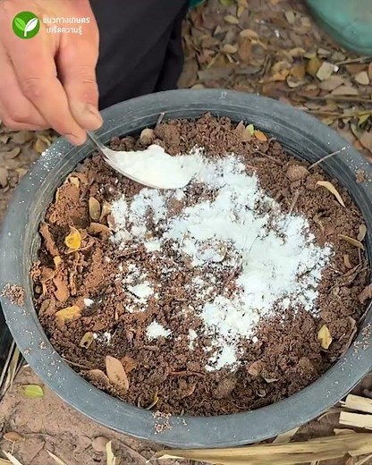 Techniques to control chili pepper anthracnose from the start of planting help increase yield and...