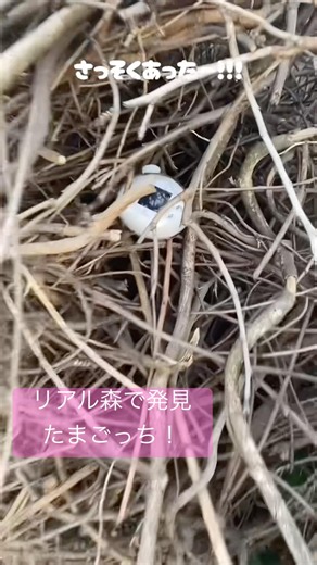 えっ！？リアル森で発見たまごっち？！【たまごっちパラダイス】FOUND A TAMAGOTCHI IN THE FOREST?! #たまごっち #tamagotchi