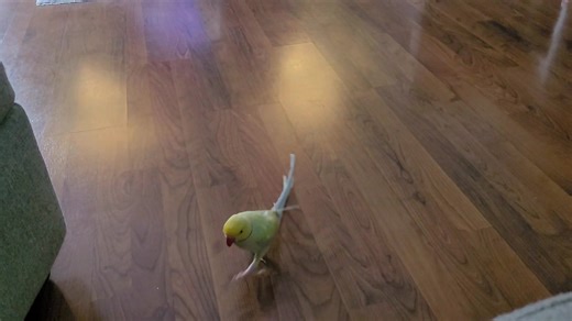 Mr Monet playing with his wicker ball. | Lola's World