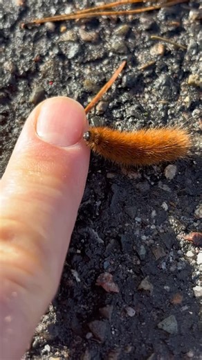 Stroppo on Instagram: "o mann stropo haha #stroppo #schlange"