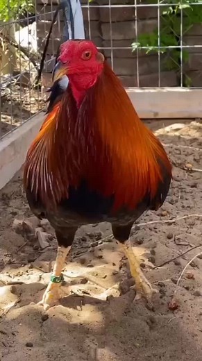 Gary Gilliam Roundhead Breeding Rooster Insights
