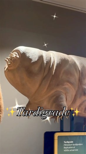 Field Museum on Instagram: "Problems SOLVED ✅ The tardigrade is the definition of “small but mighty,” measuring in at the width of about two hairs, or 0.02 inches long. That’s nearly 4,000x SMALLER than our giant replica. Tardigrades—aka water bears or moss piglets—are microscopic animals that can survive just about anything. They can withstand the extreme heat and cold, dehydration, starvation, exposure to radiation, volcanic activity, and EVEN THE VACUUM OF SPACE. What makes them so tough? The