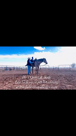 BARTENDERS GALLO 2018 AQHA Roan Buckskin Gelding. By BARTENDERS RED BUCK Out of a “ROOSTER” Mare 🇺🇸AMAZING IN & OUT OF THE ARENA🇺🇸🔹SAFE GENTLE & KIND◽️STUNNING LOOKS‼️15.2H 1300lbs♦️RANCH & TRAIL-RIDE in STYLE▪️SHOW HIM in the Ranch Versatility 🔸SWING a ROPE on him 🔺PITZER RANCH $100,000 HPI ELIGIBLE ⚜️Curb-Side Mounting Traffic Safe & Quiet🔅Ground-Ties Great Stop & Picks up LeadsLink to VIDEO https://youtu.be/DY-mTP6NmKI?si=j7cE54kCYe04MU3Y🔹LOT 37 heberhorsesales.com🔸Sale is April 6th