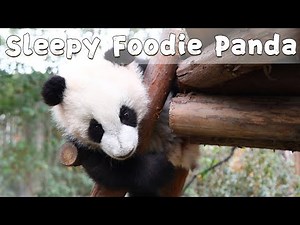 The Growing-up Diary Of Po’s Younger Baby Episode 4 | iPanda