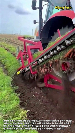 순식간에 뽑아 올리는 대규모 당근 수확 과정 #worker #process #heavyequipment #agriculture #farming