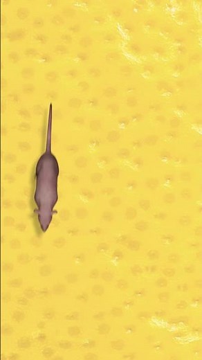 Cat game 📺😻 Realistic mouse 🐭 #gameforcats #catstv #cattv