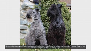 Kerry Blue Terrier: Pros and Cons of This Unique Dog Breed
