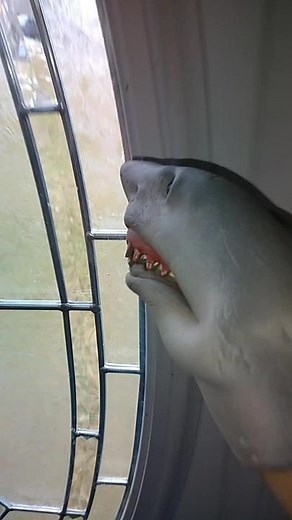 Sharky and Alexa have a very strange relationship 😂😂😂 #foryou #fyp #sharkythesillypuppet #sharky #alexa #alexafart #comedy #roadto2million