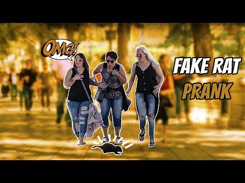 Scaring People with Fake Rat 2