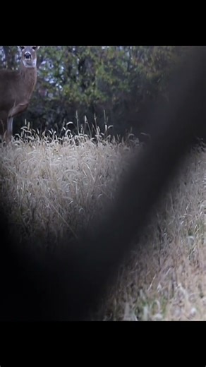 Big Doe full video out Now! #hunting #deer #deerhunting #outdoors