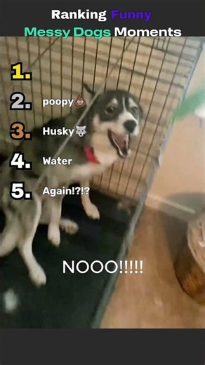 Ranking the Funniest Dogs Being Messy Moments #shorts