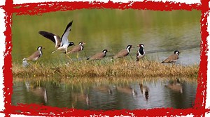 Red-wattled Lapwing (Vanellus indicus) Call, Sound & Song | Red-wattled Lapwing Video