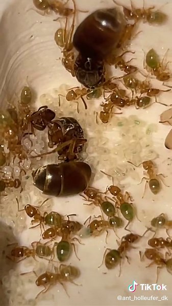 Ant Holleufer on TikTok