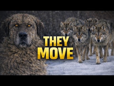 When wolves actually attack What guardian dogs really do