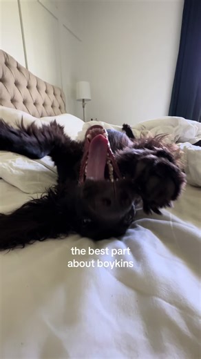 Waking Up with a Boykin Spaniel: A Delightful Experience