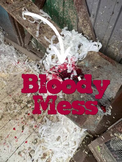 Went out to the chicken coop to find a blood patch. On checking Rita Fajita out, she must have snapped a toenail in the night, it had stopped bleeding. Wound treated, she got her favourite snack, grapes 🍇 #madamejingwei #chicken #fajita #blood